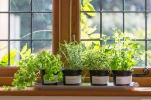 מה אתה יכול לגדל ירקות ועשבי תיבול על המרפסת של הדירה