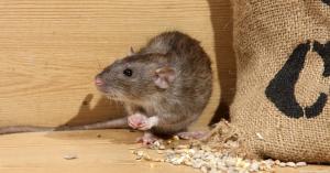 כיצד להיפטר של עכברים בארץ לנצח