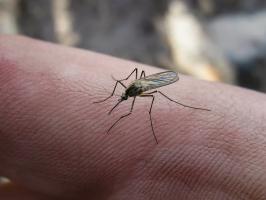 טריקי Chalet: תיקון של צינור גינה, חביות דולפות, להיפטר יתושים