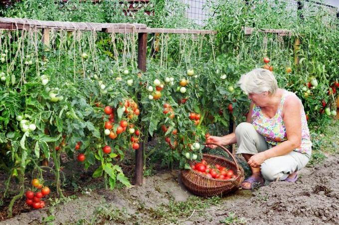 עגבניות קציר (superdom.ua)