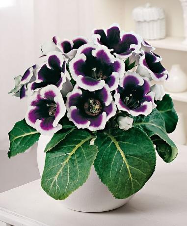 gloxinia קייזר