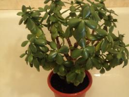 הבעיה העיקרית של תוכן Crassula (עץ כסף)