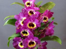 Dendrobium מדהים. תכונות של טיפוח וטיפול