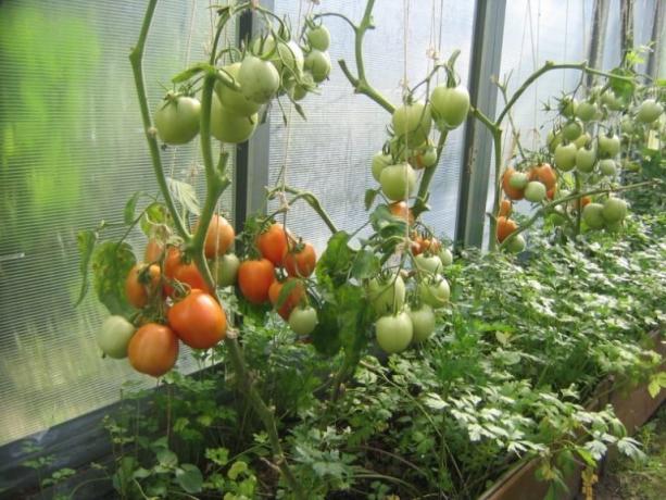 עגבניות בשלות בחממה יכולות להיות מואצות! (Mojateplica.ru)