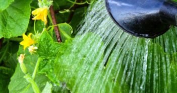מלפפונים, להיות צמחים טרופיים כמו לחות (dacha.help)