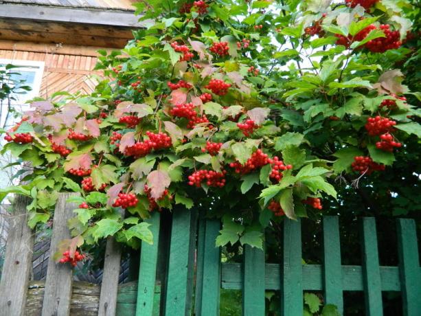 מברשת הסתיו האדום Viburnum (green-ekb.ru)