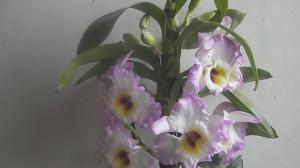 כיצד להפוך פורח Dendrobium יפה בבית