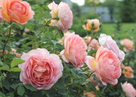 כיצד להפוך את הגל השני של פריחת ורדים באוגוסט