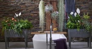 הצמחים בחדר האמבטיה לתרום לאווירה המבורכת. 6 גרסאות של העיצוב "חי"