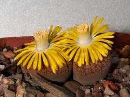 Lithops: סלעים או צמחים?