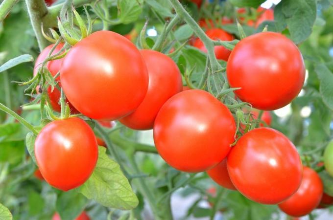 עגבניות על בוש. תמונות otomatah.ru