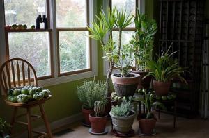 5 אופנתיים, יומרני של צמחים מקורים יכול להפוך את הדירה שלך לתוך ג'ונגל קטן