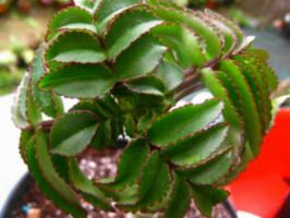 Kalanchoe: תכונות שימושיות מרפאות, תוויות