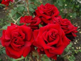 5 שלבי הכנה קפדנית של ורדים בגינה לקרה בחורף באוגוסט