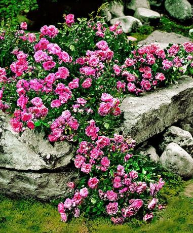 ורד ואבני שטיחים - שילוב יפה ויוצא דופן