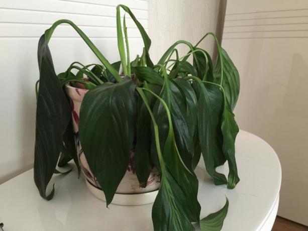 טוב מילא Spathiphyllum