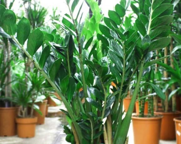 בימי הקיץ החמים Zamioculcas יכול להילקח אל הרחוב