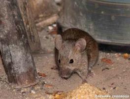 היפטרות עכברים וחולדות בארץ