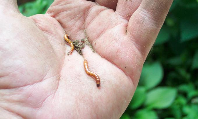 למעשה, wireworms - זה לא תולעת וזחלים חיפושית, wireworms