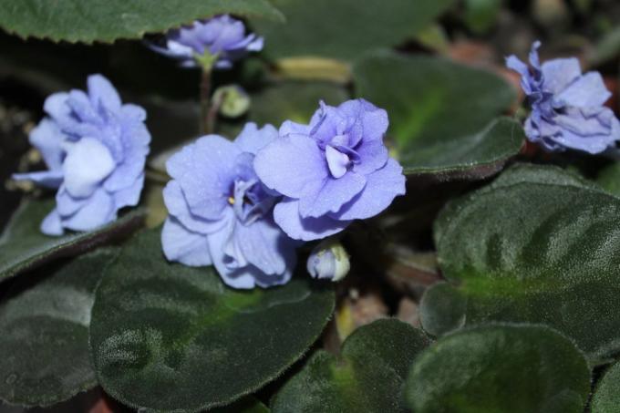 סיגליות (Saintpaulia uzambarskie) - פרחים יפים ועדינים של משפחת Gesneriaceae