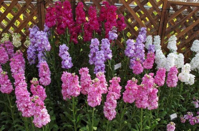 הצג: http://alena-flowers.ru. אפור טרי Levkoy. מינים אחרים עם פרחים יפים פחות נקראים "סחלב פראי" עבור הריח הבהיר אחרי השקיעה
