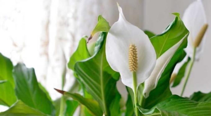 פרח Spathiphyllum - shishechka ו לבן - bract גיליון