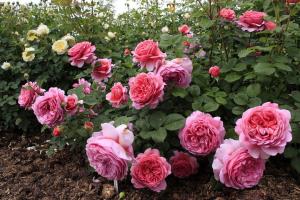 5 טעויות אכפת ורדים בגינה