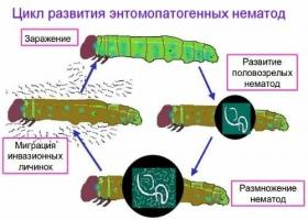 מהפח אל הפחת, מדוע אין זה הכרחי כדי להרוס wireworms נמטודות