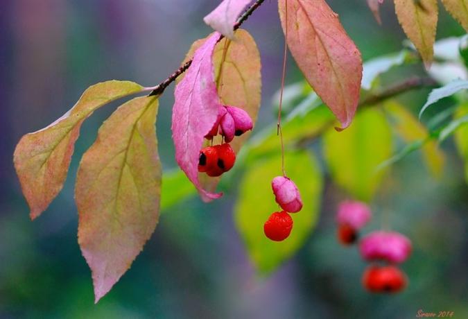 פירות יער ועלים צילום מאקרו של Euonymus (lifeisphoto.ru)