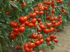 דישון של שמרים כדי להגדיל את התשואה של מלפפונים ועגבניות