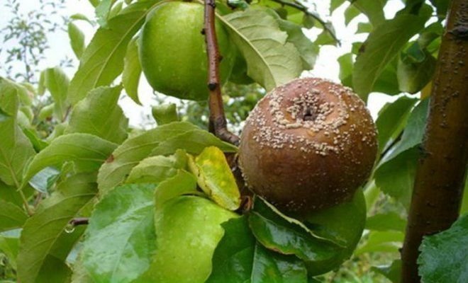 פירות נרקבים על התפוח (איורים עבור מאמר שנלקח Yandex. תמונות)