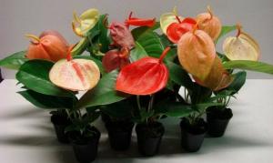 מדוע וכיצד להצעיר Anthurium (אושר גברים). ייעוץ מקצועי