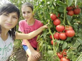 עגבניות בגינה לא לפטם ולהגדיל את הפירות. 4 superprioma!
