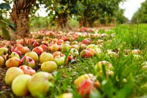 למה תפוחים ליפול בטרם עת? כיצד לפתור את הבעיה עבור יבול עשיר