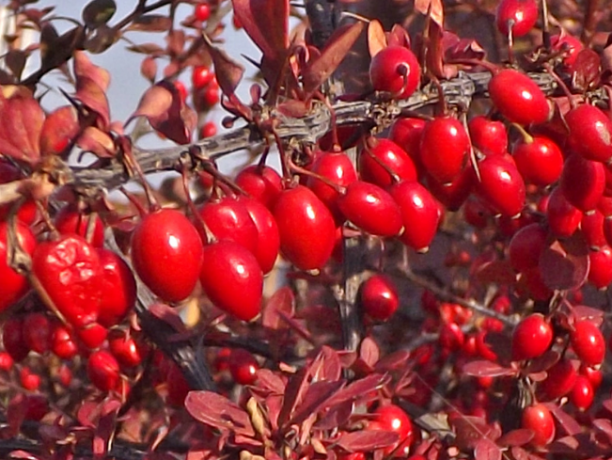 הפירות של barberry