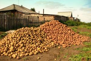 תפוחי אדמה יאוחסנו בתוך 2 ימים טובים יותר: מה לעשות אחרי הקציר