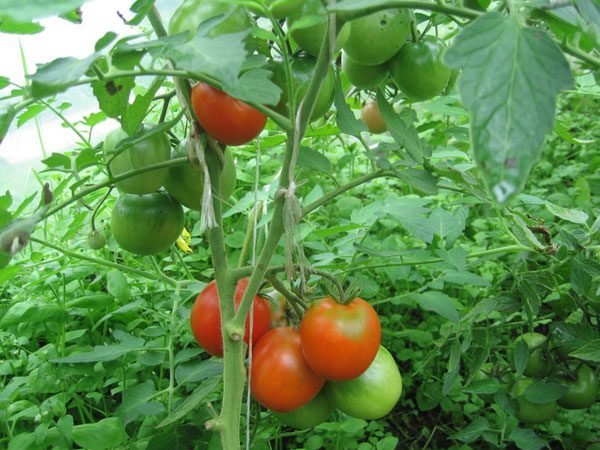 מוזג עגבניות בחממה. תמונות במאמר מהאינטרנט