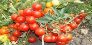 הזנים הטובים ביותר של עגבניות גוץ לגידול בשדה הפתוח.