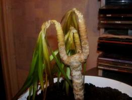 קפוא יפה Dracaena? יחד שמירת Rasen