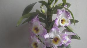 5 גורמים המשפיעים Dendrobiums פורח