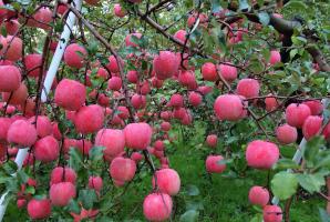 למה עץ תפוחים נושאת פירות בכל שנה.