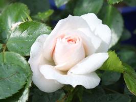 5 דברים להרוס ורד בגן