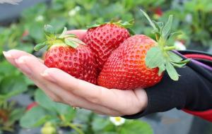 הפריה מנדטורית של תותים באוקטובר לקציר המעולה בשנה הבאה