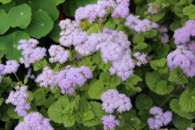 Ageratum בגינה שלי. קיץ 2018