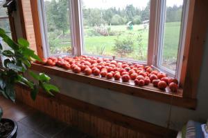 יוצקים-ka 4 דרכים נכונות כדי לזרז עגבניות מבשילות על אדן החלון