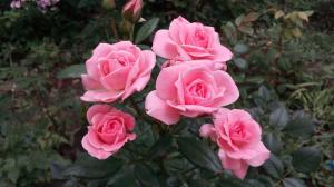 ורדים בגינה עבור "Dummies": 5 כללים למי להחליט לשתול פרח