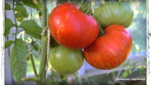 6 של הזנים של עגבניות הכי טובים בחממה ובשטח פתוח