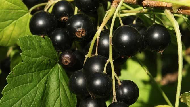 פירות יער דומדמניות שחורות. תמונה מהאינטרנט
