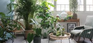 איזה צמחים מקורים יהיה מראה מושלם ב מסדרון פנים, חדר שינה או מטבח. 7 רעיונות עיצוב