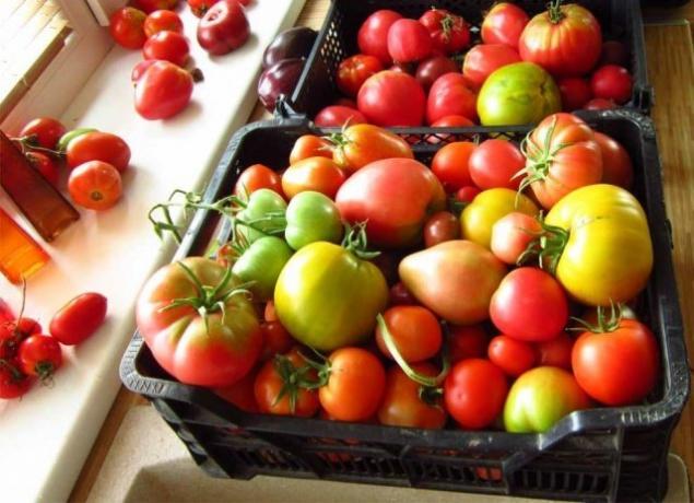 עגבניות להבשיל (fermilon.ru)